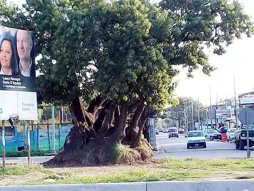 cocheria ombu